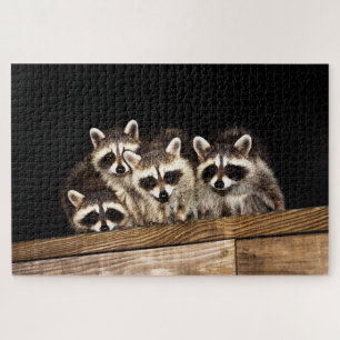 Neugierige Raccoon-Familie, Jigsaw Puzzle