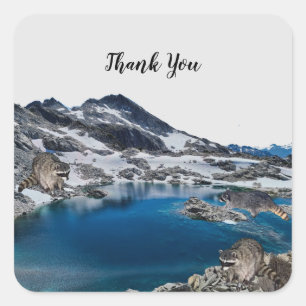 Neugierige Raccoons-Aufkleber Quadratischer Aufkleber