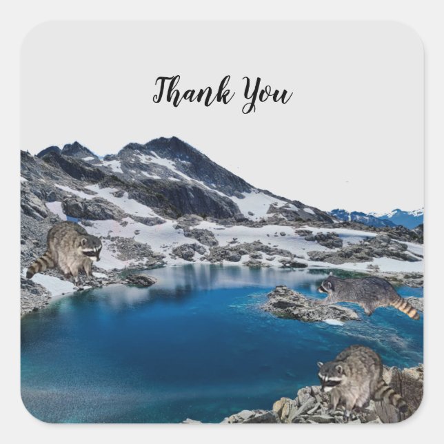 Neugierige Raccoons-Aufkleber Quadratischer Aufkleber (Vorderseite)