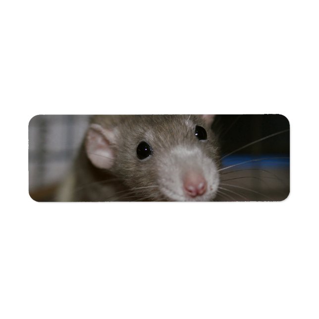 Neugierige Rat (Vorne)