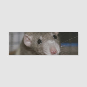 Neugierige Rat Namensschild