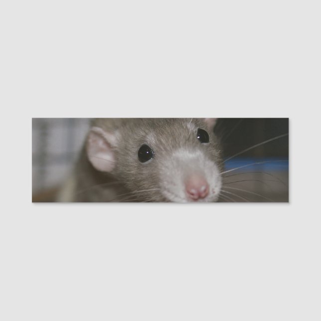 Neugierige Rat Namensschild (Vorderseite)