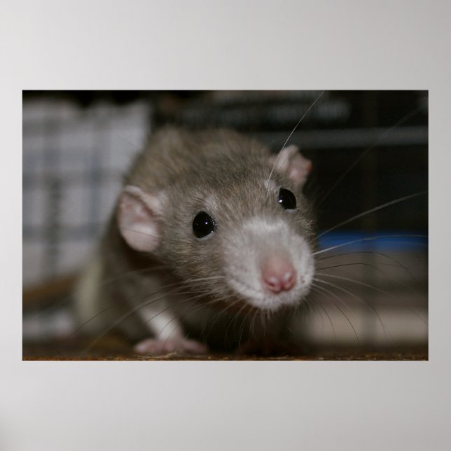 Neugierige Rat Poster (Vorne)