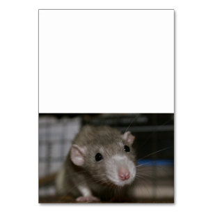 Neugierige Rat Tischnummer