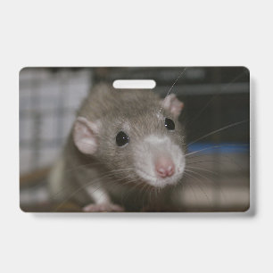 Neugierige Ratte Ausweis