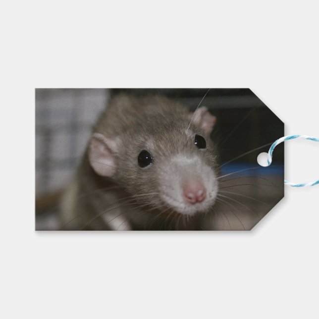 Neugierige Ratte Geschenkanhänger (Vorderseite (Horizontal))
