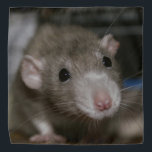 Neugierige Ratte Halstuch<br><div class="desc">Diese bezaubernde Ratte heißt Sky. Sie ist eine dumme extravagante Ratte und sie ist eine wunderschöne Farbe,  die man russische Taube nennt.</div>