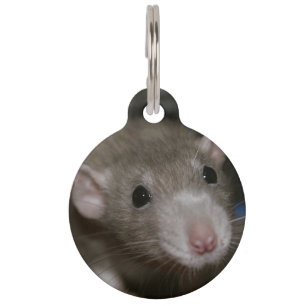 Neugierige Ratte Haustiermarke