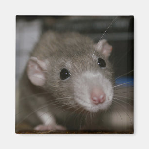 Neugierige Ratte Magnet