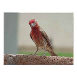 Neugierige Red Finch Fotodruck