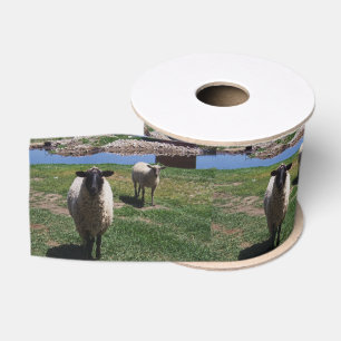 Neugierige Schafe Ripsband