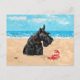 Neugierige Scottie am Strand Postkarte