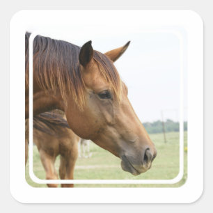 Neugierige Thoroughbred-Aufkleber Quadratischer Aufkleber