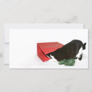 Neugierige Weihnachtskatze Feiertagskarte
