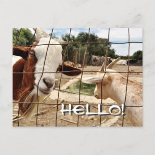 Neugierige Ziege - Postkarte