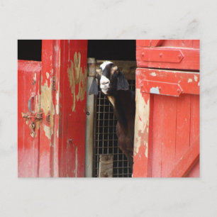 Neugierige Ziege Postkarte