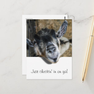 Neugierige Ziege schaut heraus Postkarte