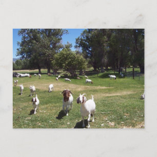 Neugierige Ziegen Postkarte