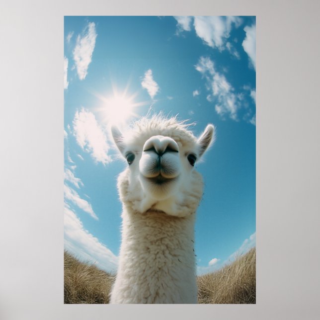 Neugieriger Alpaca unter der Sonne Poster (Vorne)