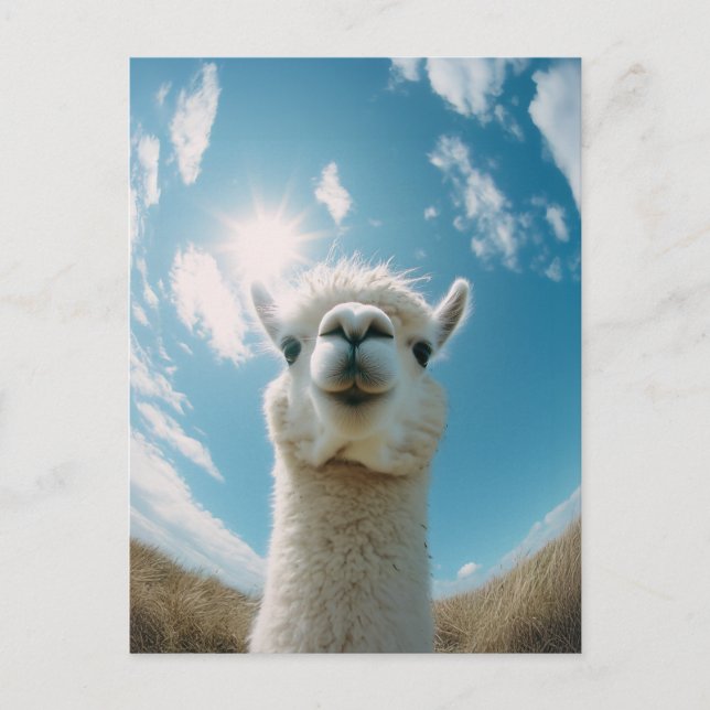 Neugieriger Alpaca unter der Sonne Postkarte (Vorderseite)