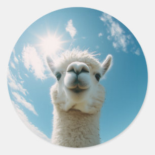 Neugieriger Alpaca unter der Sonne Runder Aufkleber