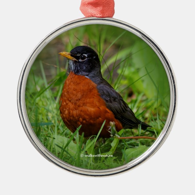 Neugieriger amerikanischer Robin im Gras Silbernes Ornament (Vorne)