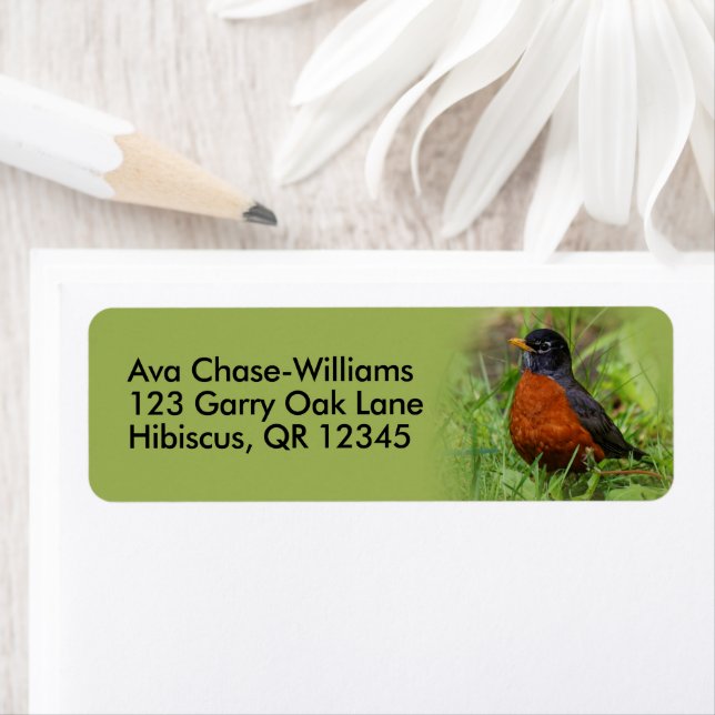 Neugieriger amerikanischer Robin Songbird im Gras (Insitu)