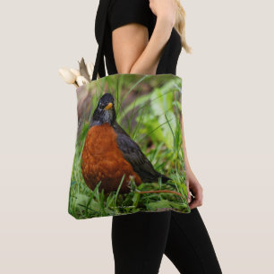 Neugieriger amerikanischer Robin Songbird im Gras