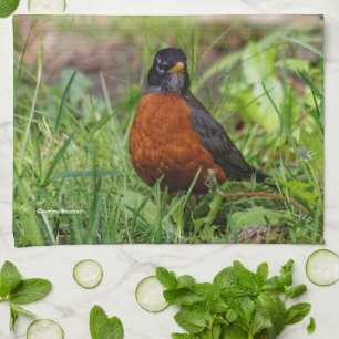 Neugieriger amerikanischer Robin Songbird im Gras Handtuch