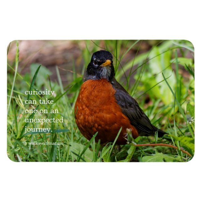Neugieriger amerikanischer Robin Songbird im Gras Magnet (Horizontal)