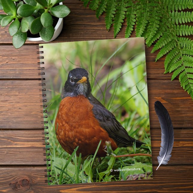 Neugieriger amerikanischer Robin Songbird im Gras Notizblock (Curious American Robin in the Grass Journal Cover Photo)