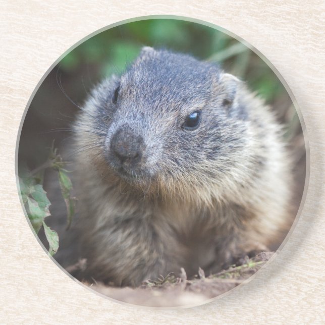 Neugieriger Baby Marmot Untersetzer (Vorne)