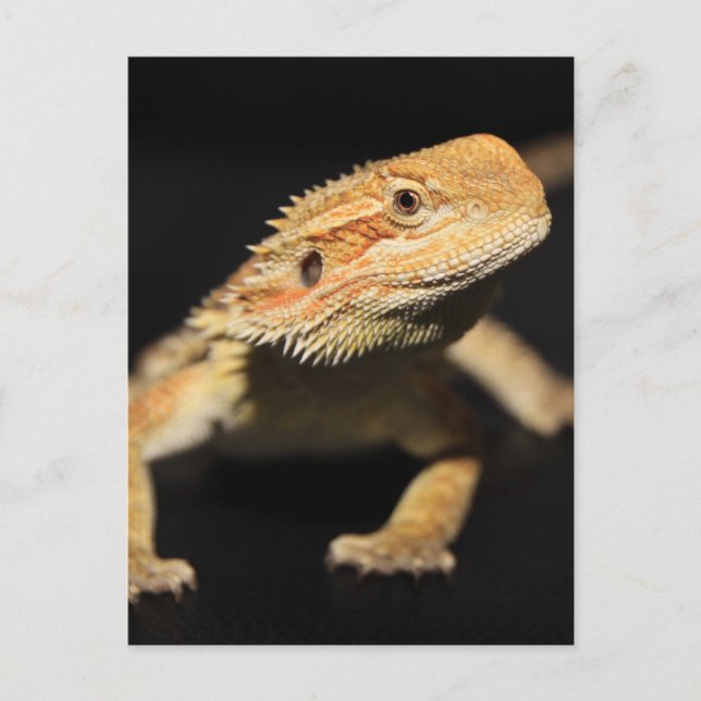 Neugieriger Bartdrache Postkarte (Vorderseite)