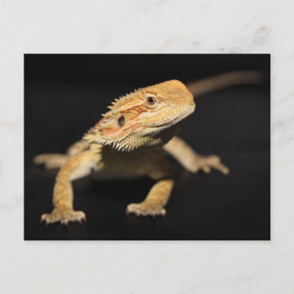 Neugieriger Bartdrache Postkarte