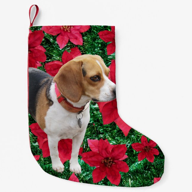Neugieriger Beagle-Poinsettia-WeihnachtsStrumpf Kleiner Weihnachtsstrumpf (Vorderseite)