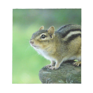 Neugieriger Chipmunk Notepad Notizblock
