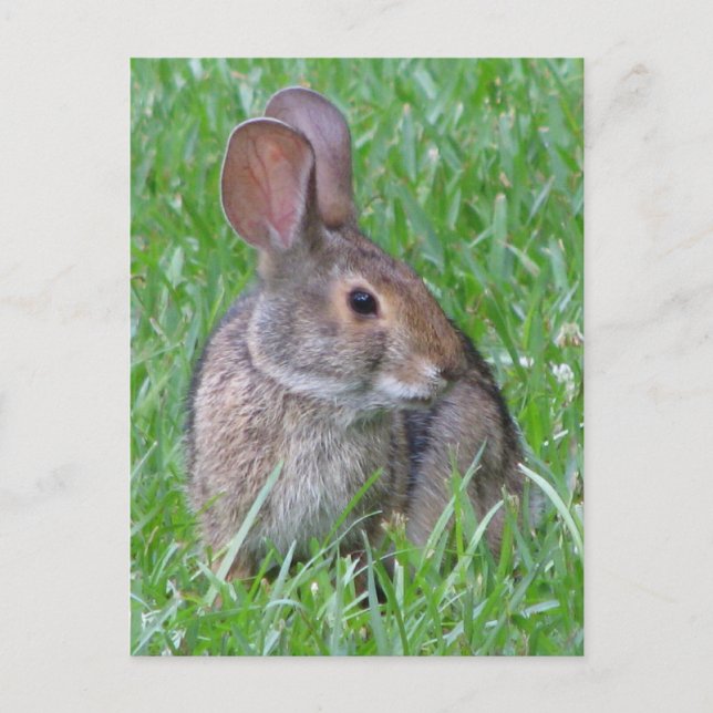Neugieriger Cottontail Postkarte (Vorderseite)