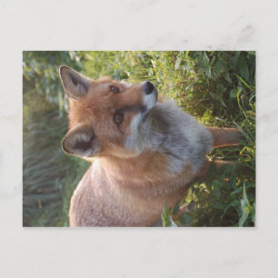 Neugieriger Fuchs Postkarte