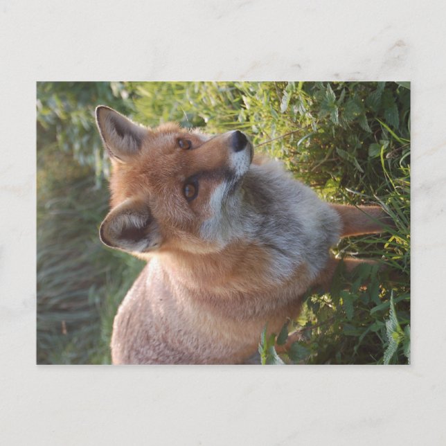 Neugieriger Fuchs Postkarte (Vorderseite)
