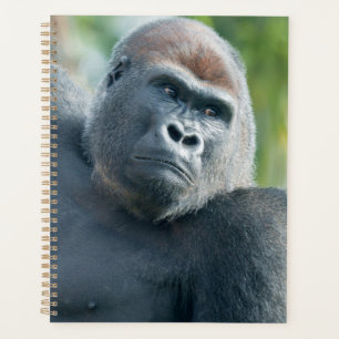 Neugieriger Gorilla steht aufrecht Planer