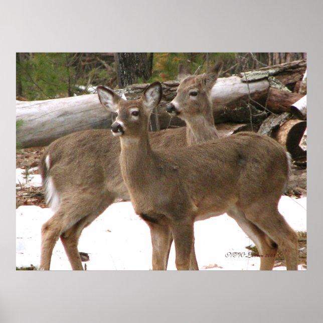 Neugieriger Hirsch Poster (Vorne)