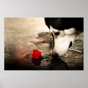 Neugieriger Hund und Rote Rose Poster