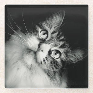 Neugieriger Katzen-Ausdruck-Glas-Untersetzer Glasuntersetzer