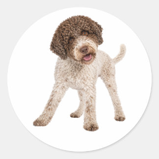 Neugieriger Lagotto Romagnolo Hund Süßes Gesicht V Runder Aufkleber