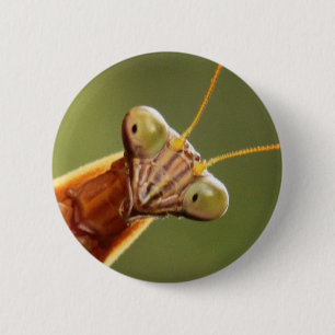 Neugieriger Mantis Button