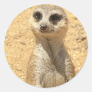 Neugieriger Meerkat Aufkleber