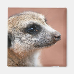 Neugieriger Meerkat quadratischer Magnet