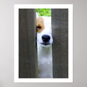 Neugieriger Nachbar - Jack-Russell-Terrier-Plakat Poster
