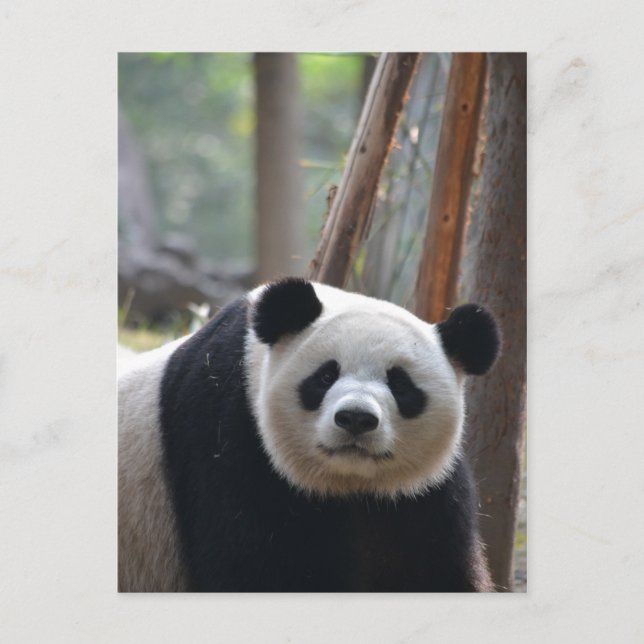 Neugieriger Panda-Bär Postkarte (Vorderseite)