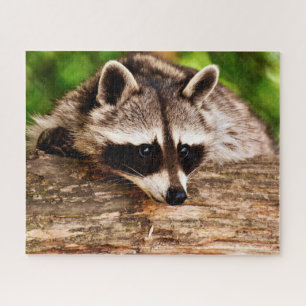 Neugieriger Raccoon, Jigsaw Puzzle